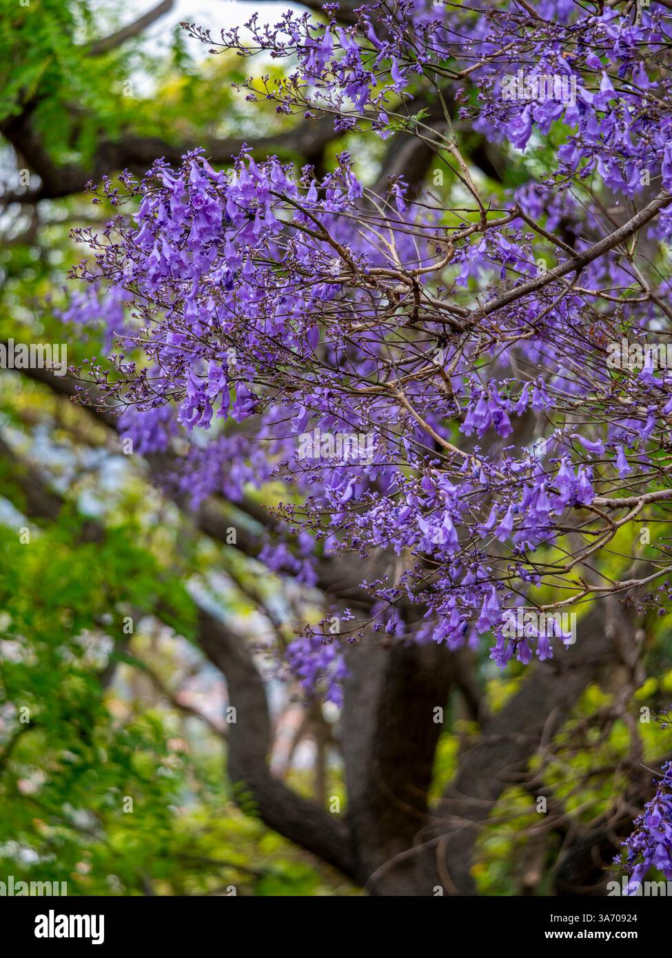 Flowering rosewood tree (Jacaranda mimosifolia), photographed in the Botanical Gardens in Funchal. Funchal is the capital of Madeira. Stock Photo