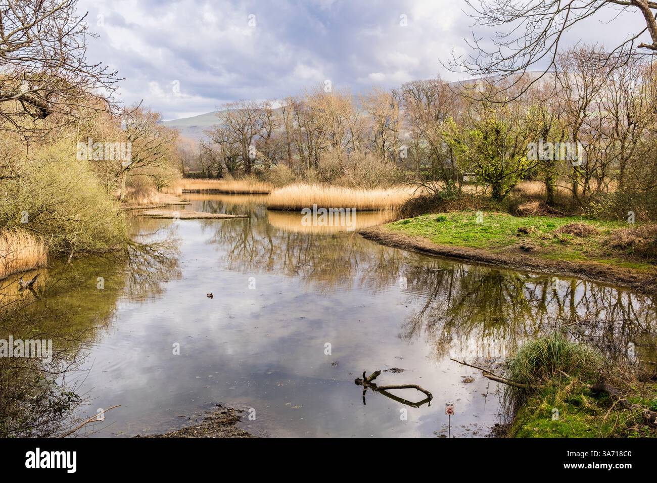 View across the reed lined lagoons in Wildlife Trust nature reserve. The Spinnies, Aberogwen, Bangor, Gwynedd, north Wales, UK, Britain Stock Photo
