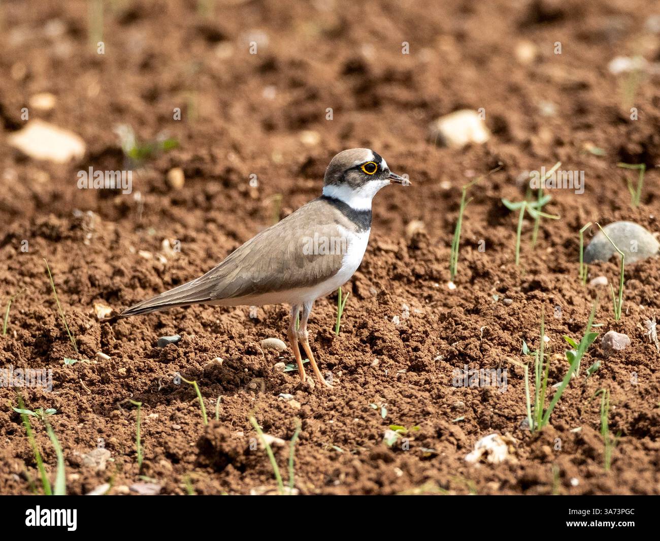 Little Ringed Plover Thinornis dubius in a cultivated field Cyprus Stock Photo