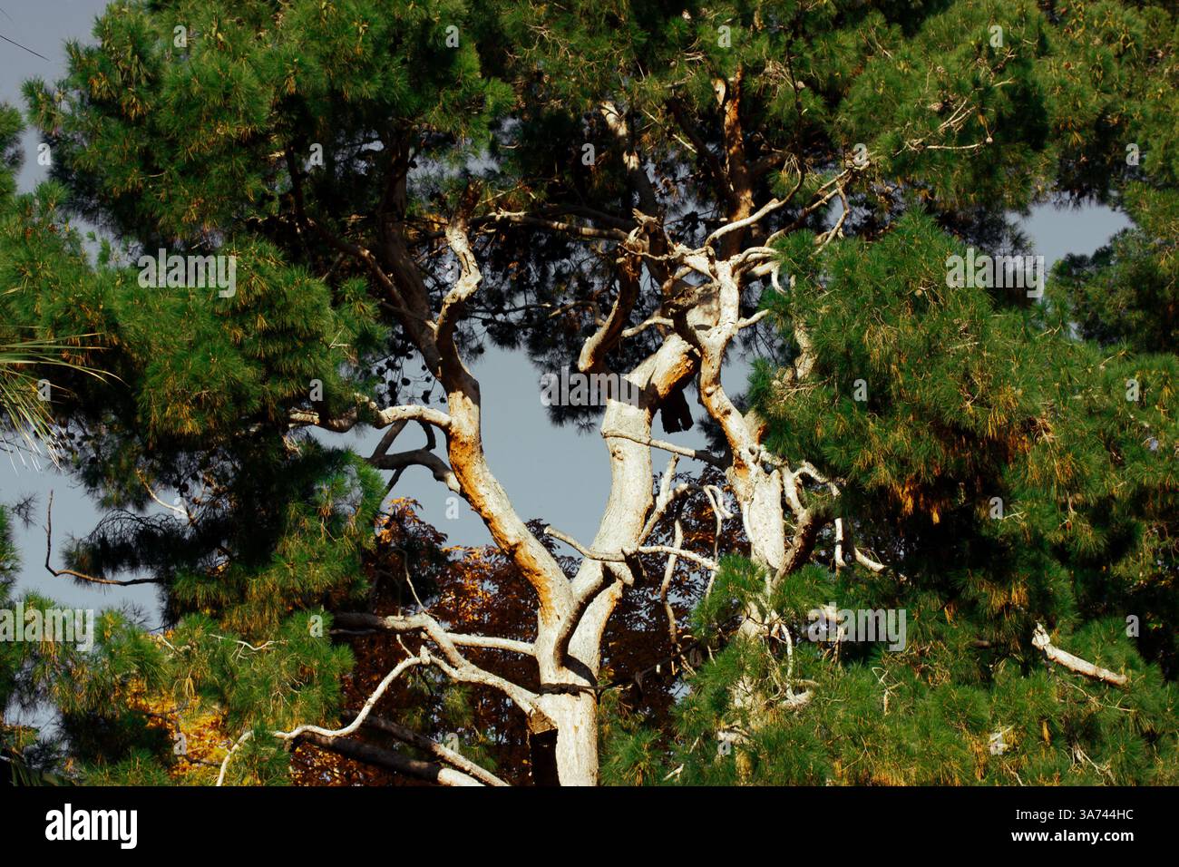 Huge tall old branching conifer tree against blue sky on a sunny day ...