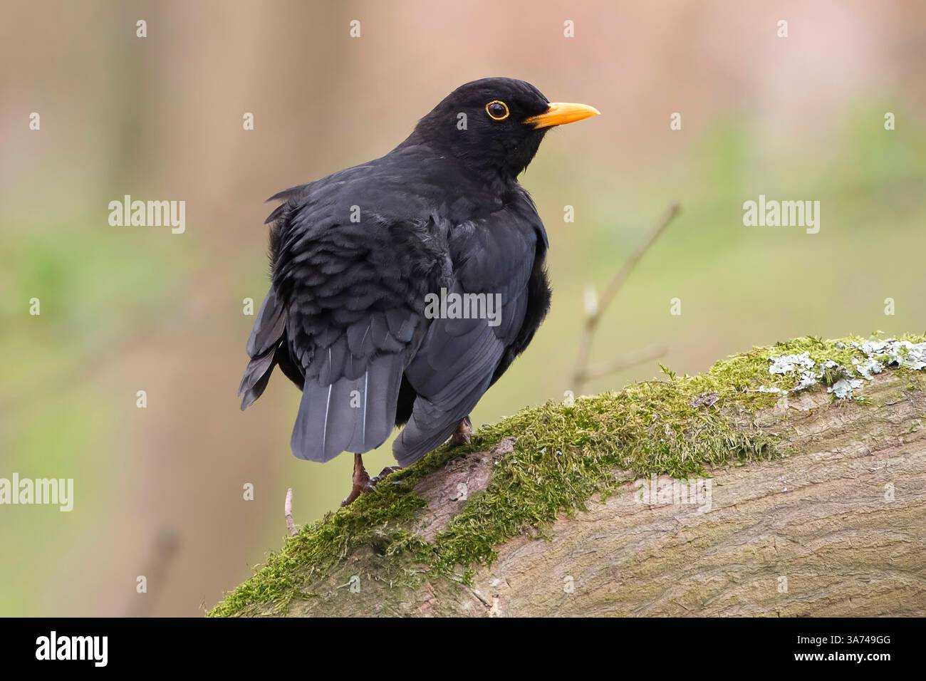 Blackbird in the forest botanical garden in Cologne. The blackbird (Turdus merula) or black thrush, sometimes also known as the great blackbird Stock Photo