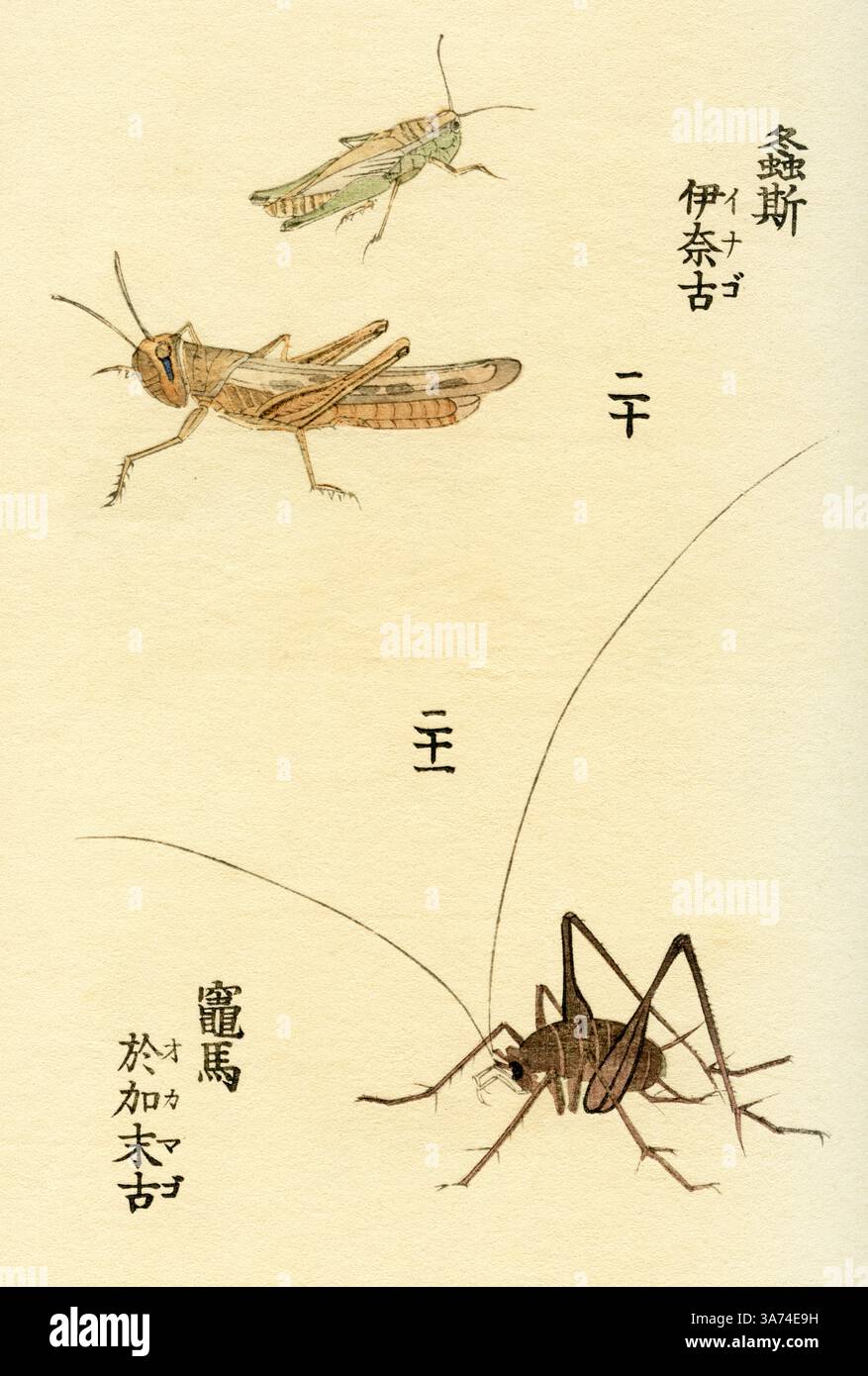 Oxya Verox ( Oxya velox / Rice grasshopper ) / Diestrammena japonica ...