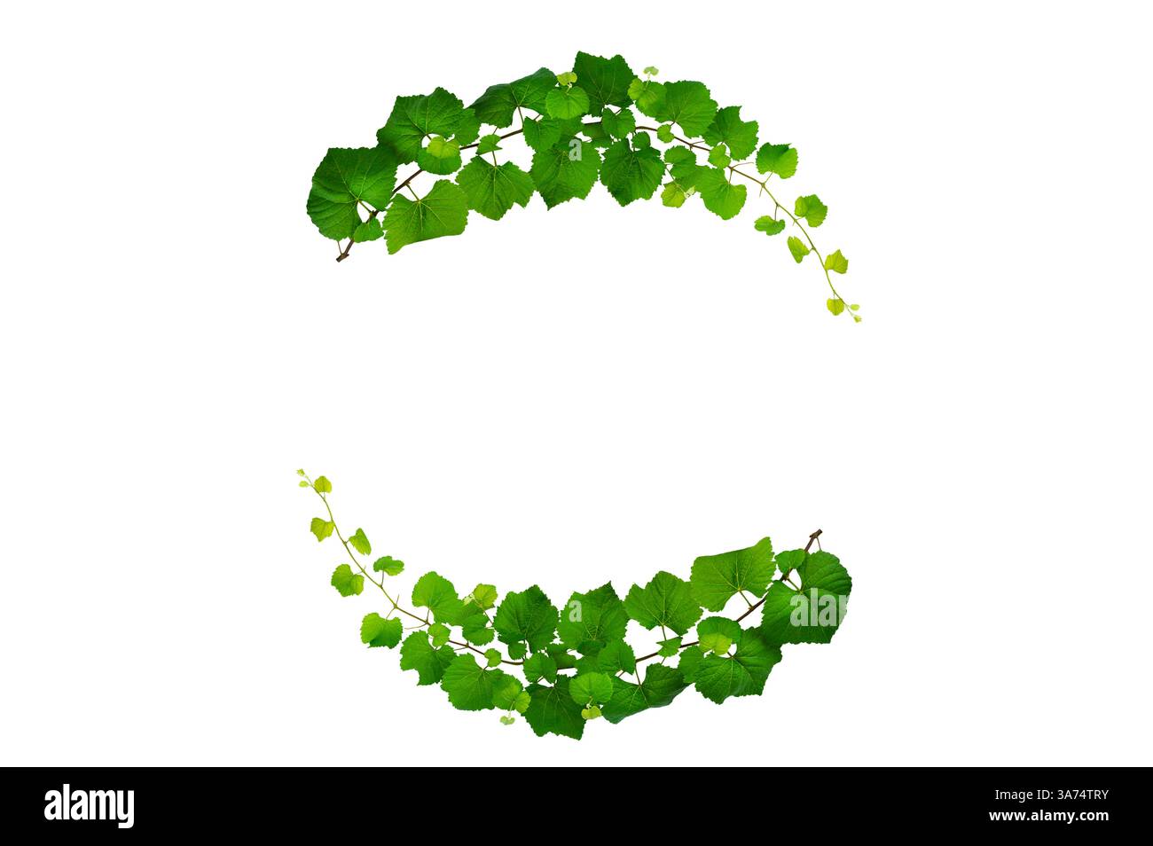 vine frame leaf vine isolates on a white background Stock Photo