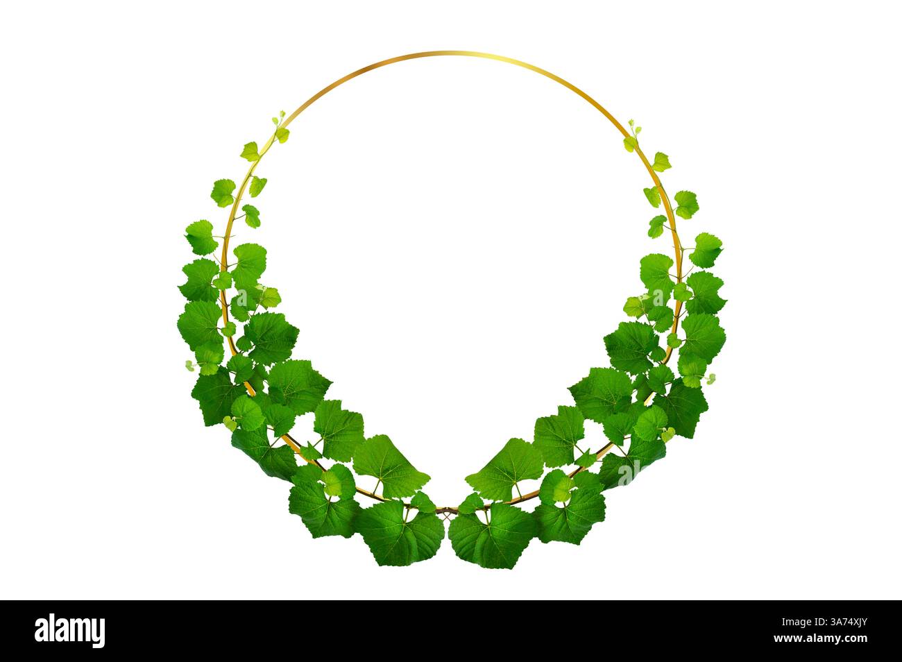 vine frame leaf vine isolates on a white background Stock Photo