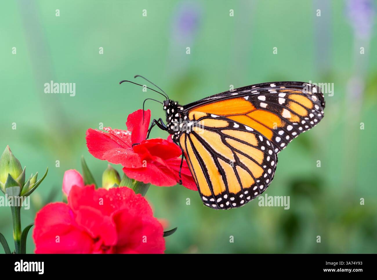 Macro of a monarch butterfly (danaus plexippus) feeding on a red flower ...