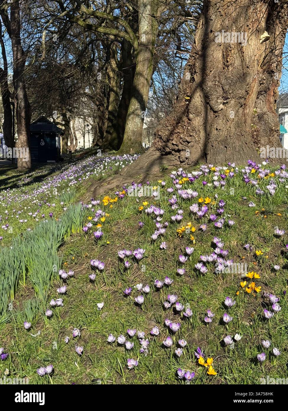 Spring crocuses growing in a Cardiff city centre park, south Wales. - Smartphone Captured Stock Image