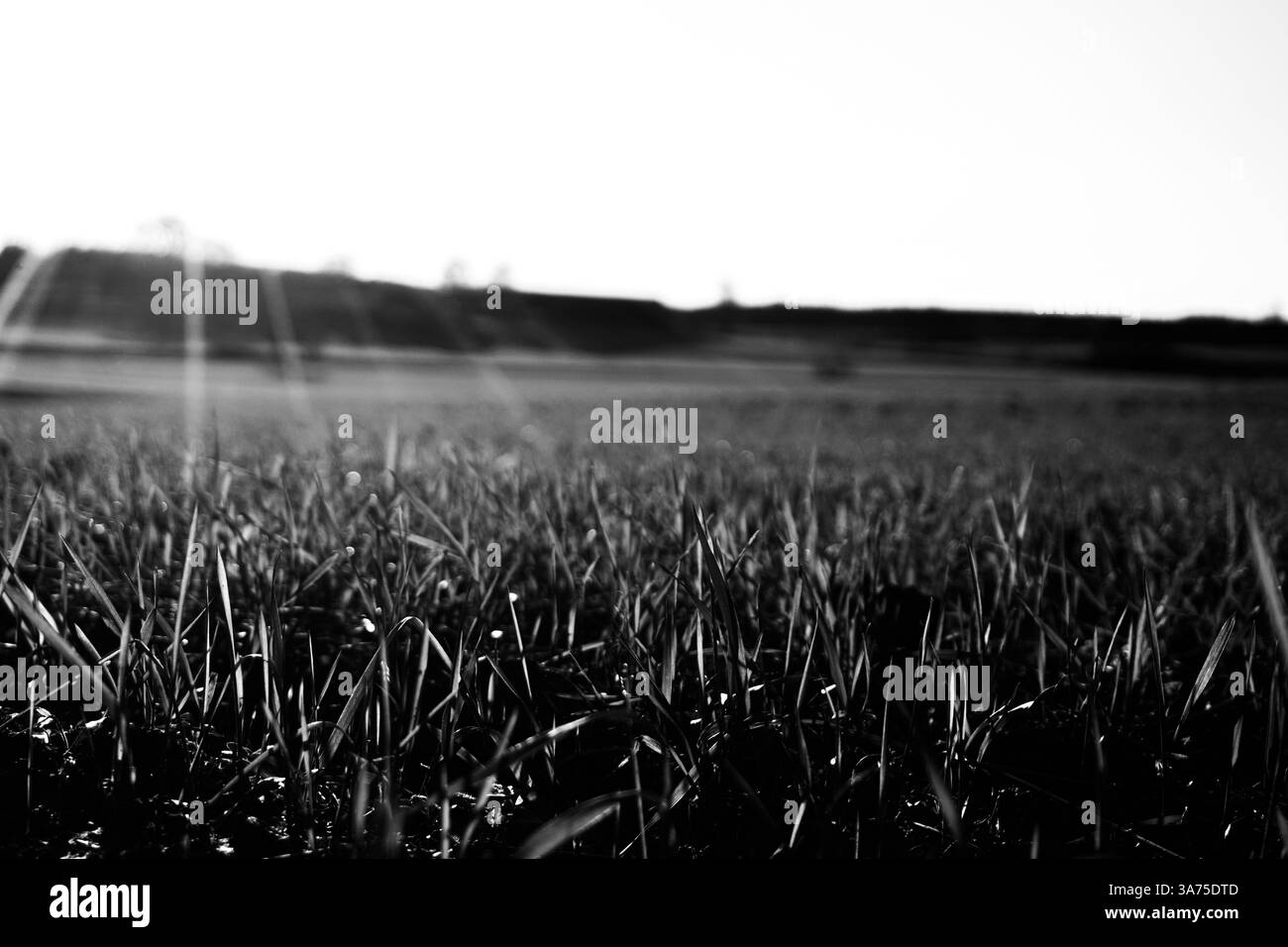 Fresh grass on white Black and White Stock Photos & Images - Alamy
