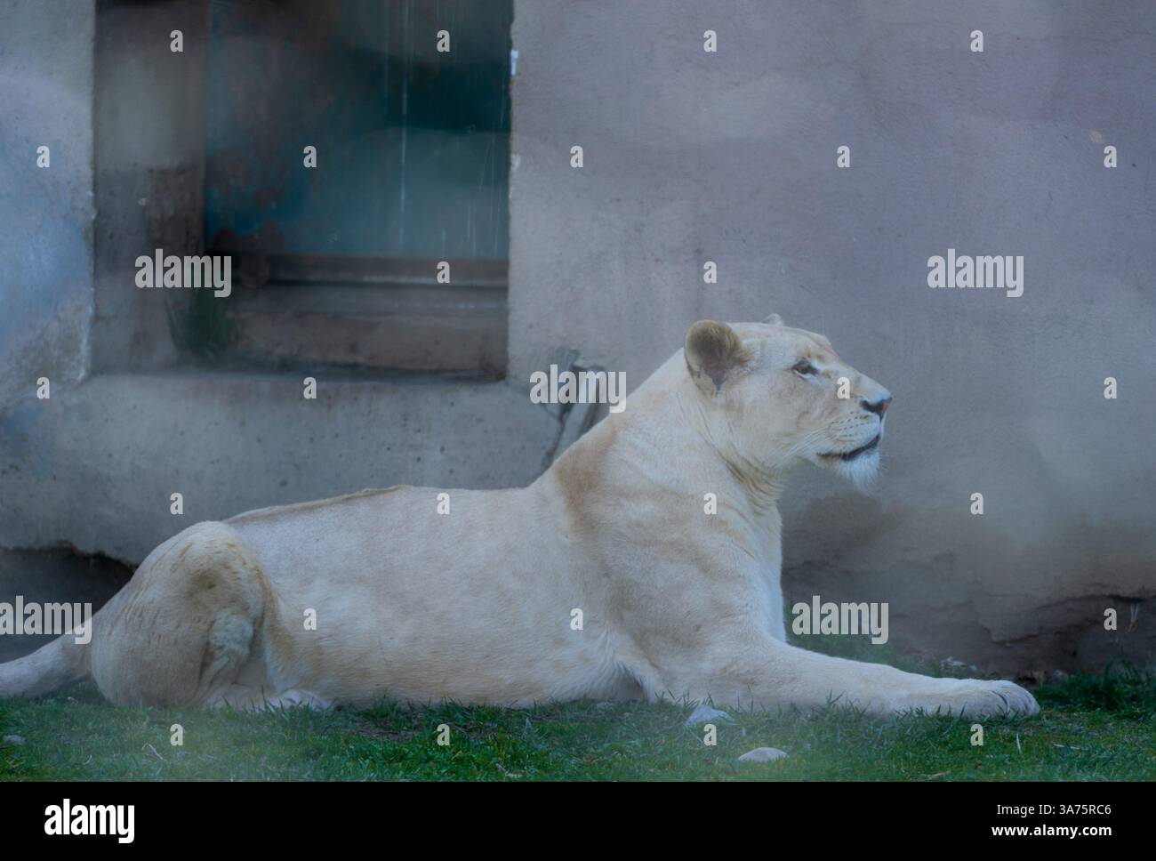Resting Lioness in the Shade Stock Photo