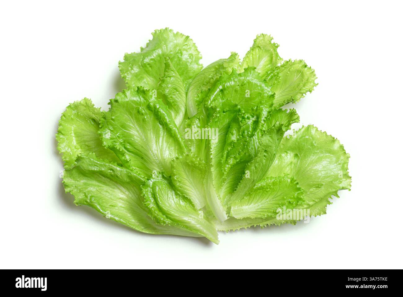 Bunch of green lettuce isolated on white background, design element. Stock Photo