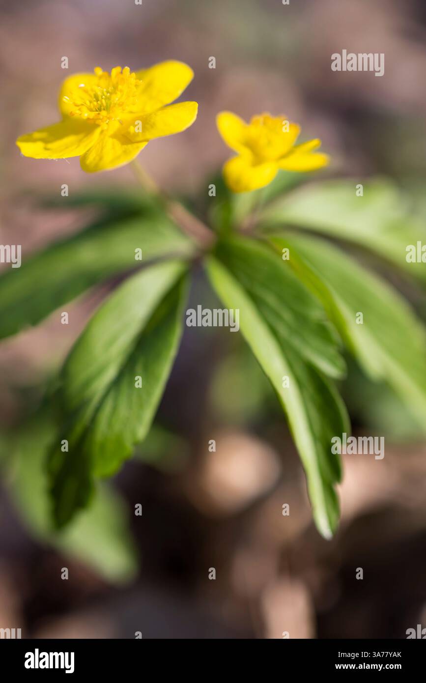 Yellow wood anemone anemonoides ranunculoides hi-res stock photography ...