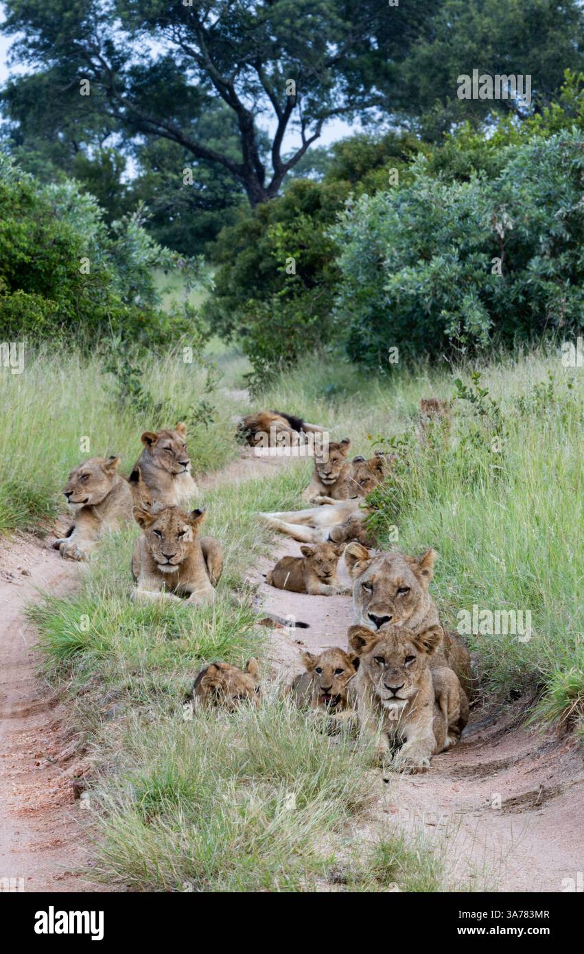 A pride of lions, Panthera leo, lying together Stock Photo - Alamy