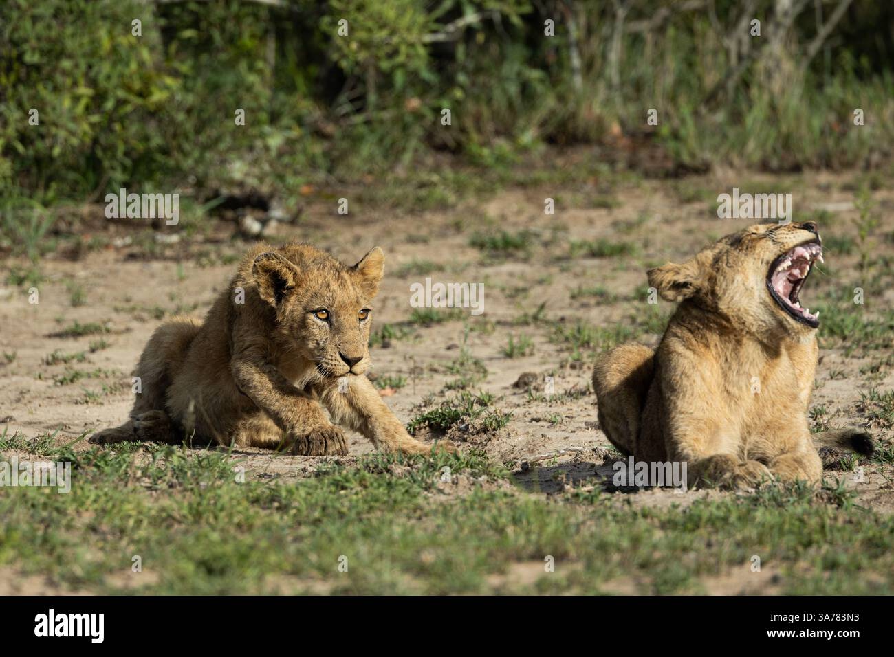 Lion cubs, Panthera leo, lying together Stock Photo - Alamy