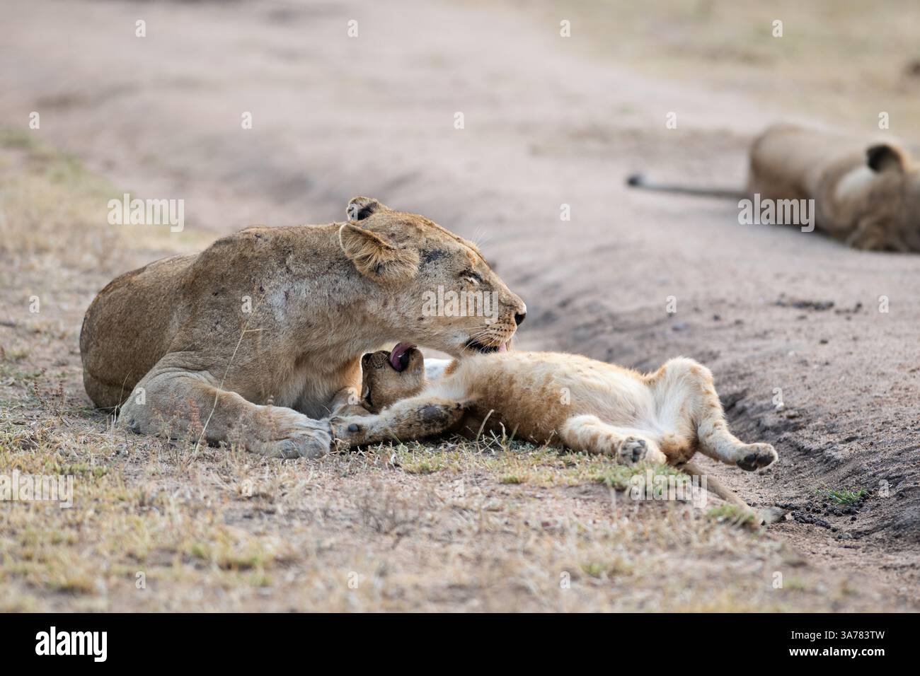 Lioness grooming cub, Panthera leo Stock Photo - Alamy