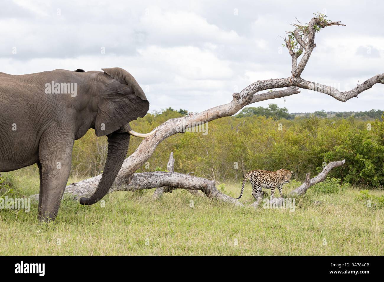 An elephant, Loxodonta africana, charging at a leopard, Panthera pardus ...