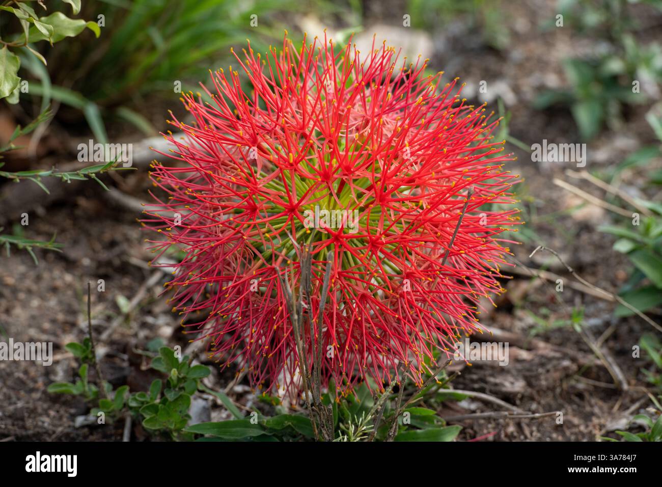 Best Deal for 2 x Lily Pretty Woman 'Like a Tree' - Giant