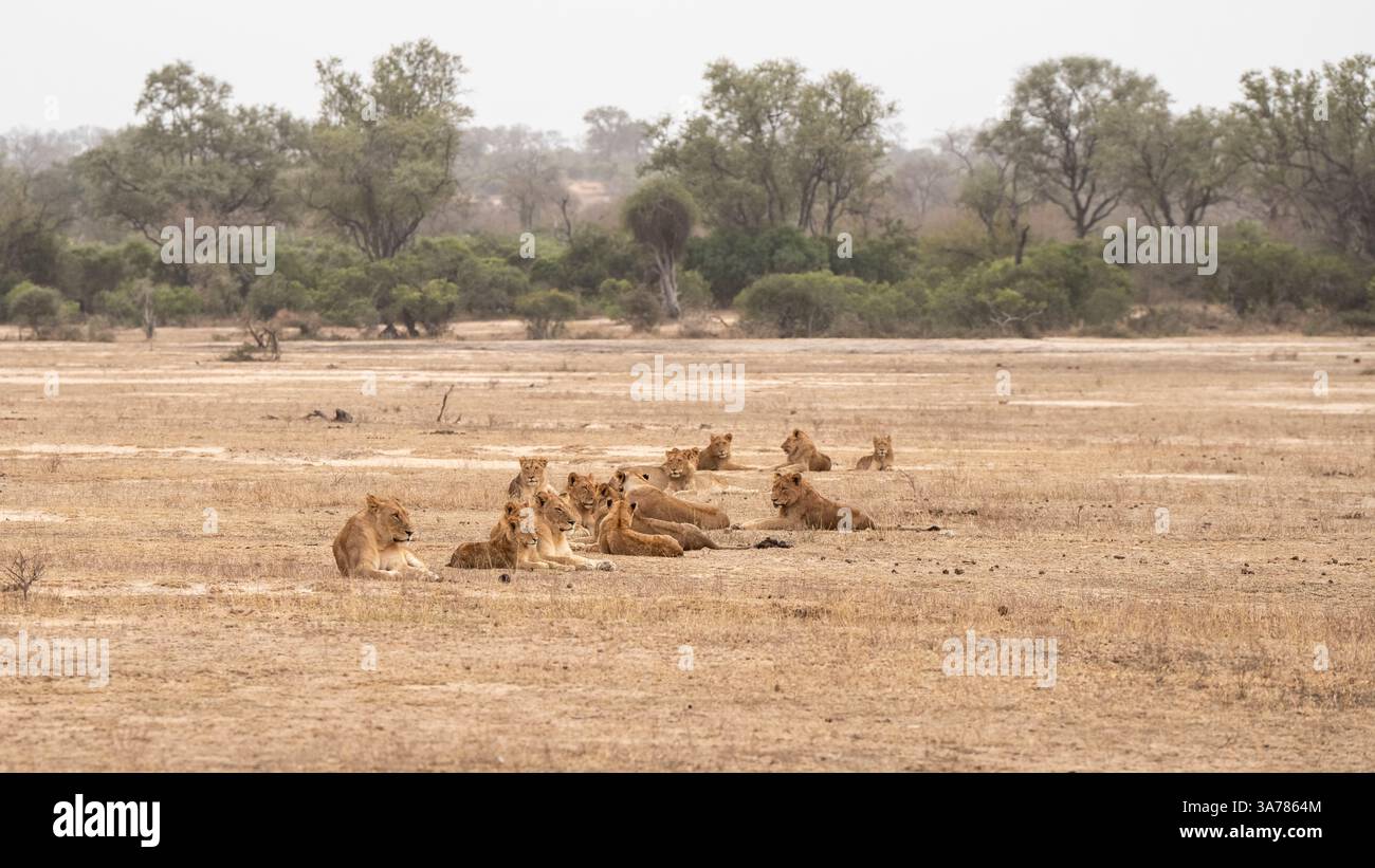 Pride of Lions, Panthera leo, in a rugged, eroded landscape Stock Photo ...