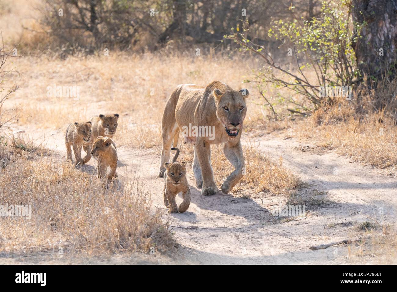 Lioness, Panthera leo, leading her cubs to food Stock Photo - Alamy