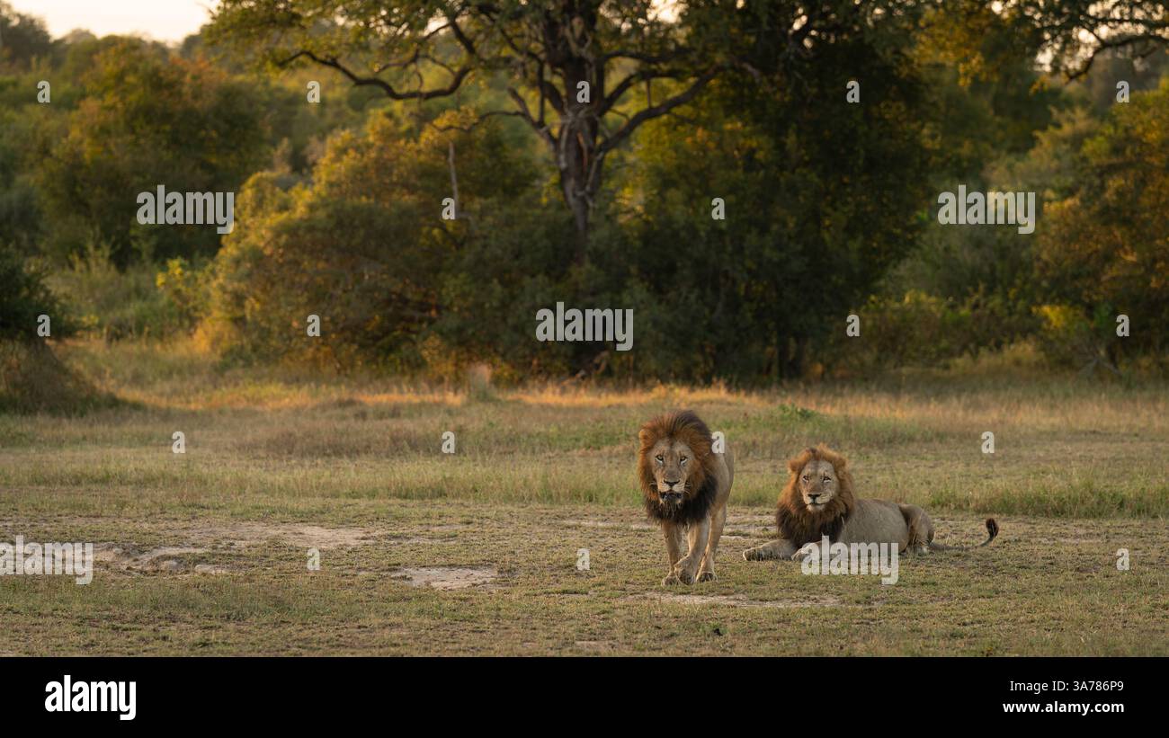 Two male lions, Panthera leo Stock Photo - Alamy