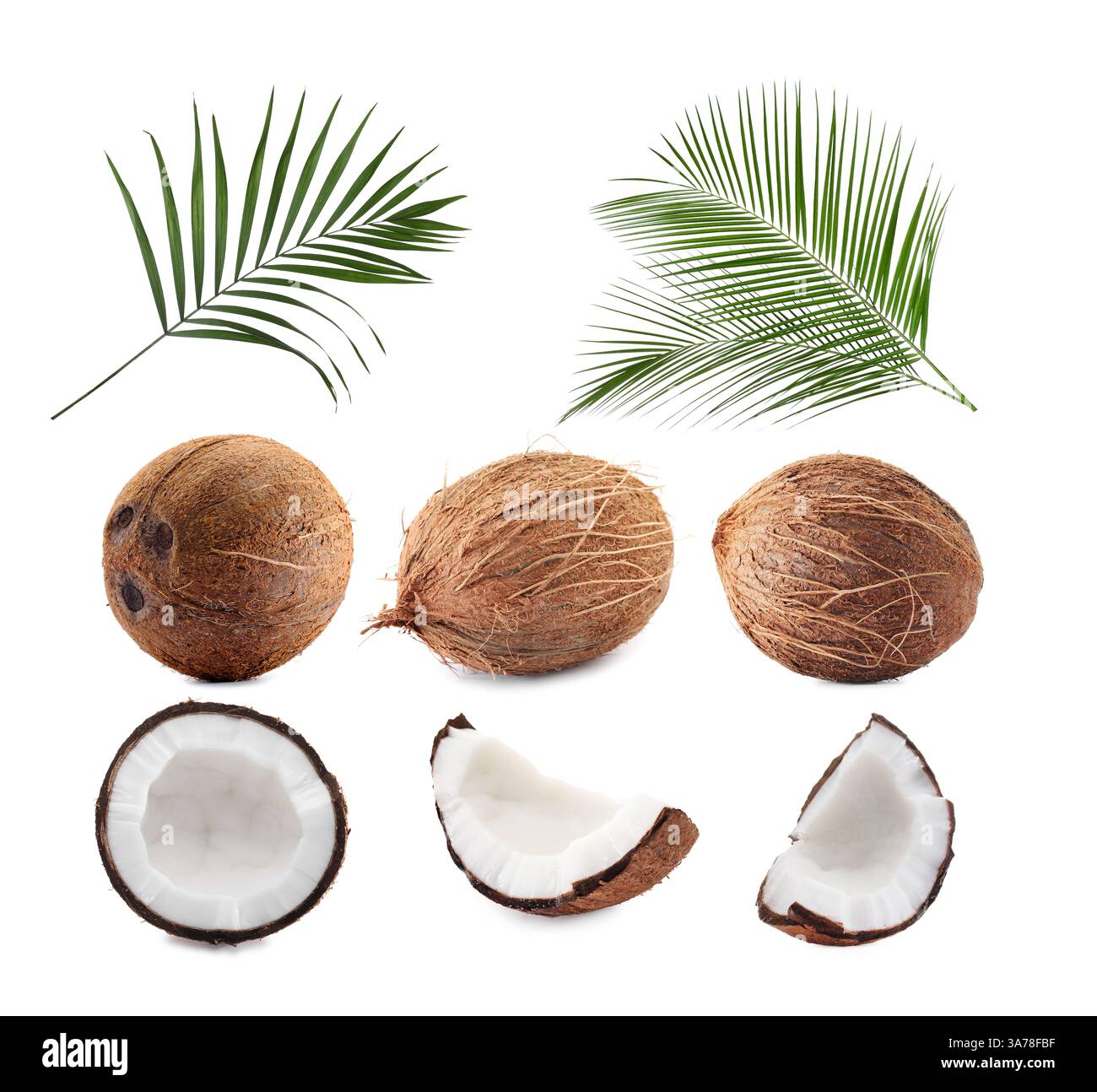Fresh coconuts and green palm leaves isolated on white Stock Photo