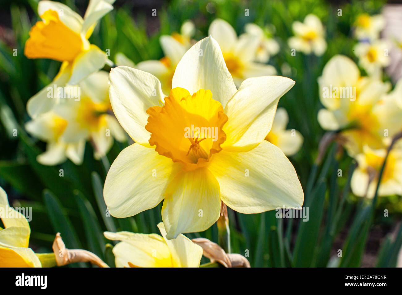 A cluster of bright yellow daffodils (Narcissus) in full bloom ...