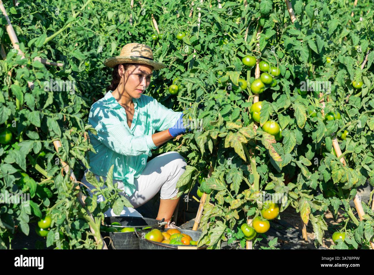 Asian woman harvests tomatoes on a plantation Stock Photo - Alamy