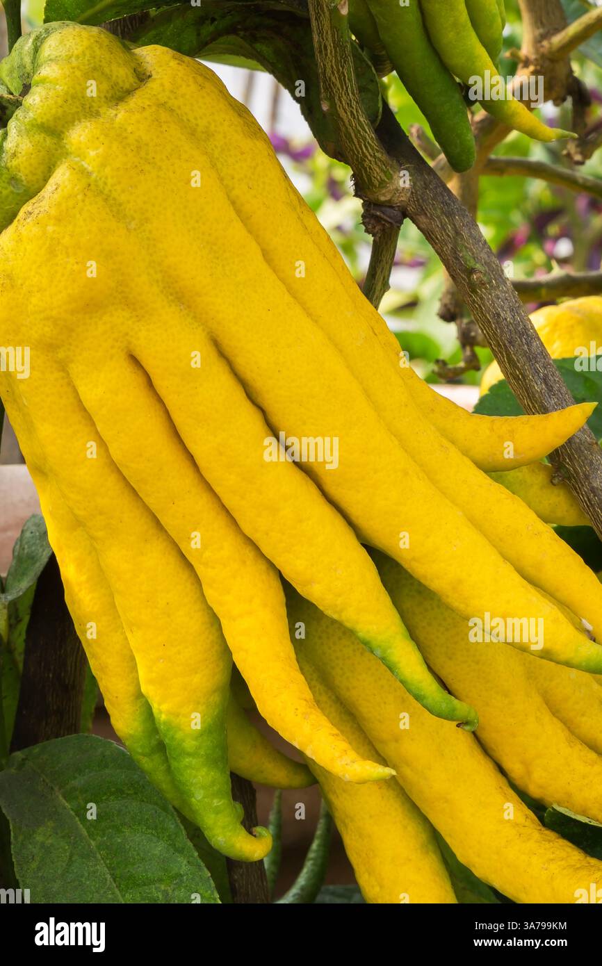 Close-up of Citrus medica var. sarcodactylis - Buddha's Hand or Fingered Citron fruit tree growing inside commercial greenhouse in autumn. Stock Photo