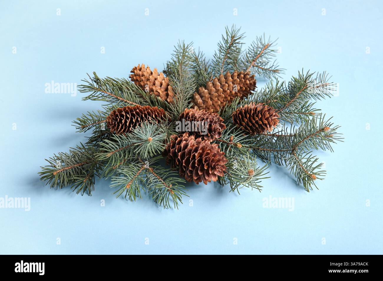 Fir branches with pine cones on blue background Stock Photo