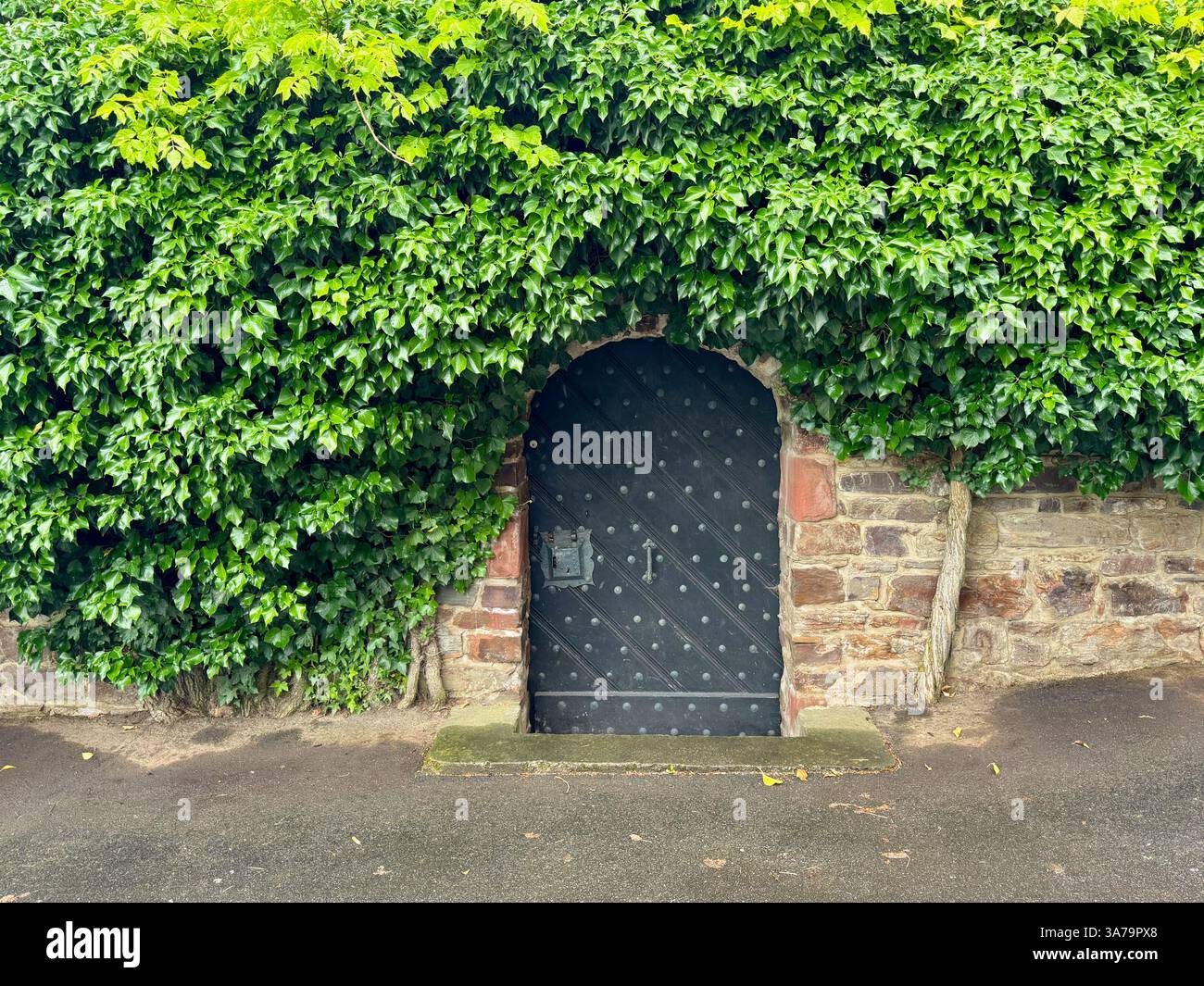A low wooden door reinforced with metal rivets in a castle's stone perimeter wall, surrounded by the bushy leaves of a vine tree in Germany. - Smartphone Captured Stock Image