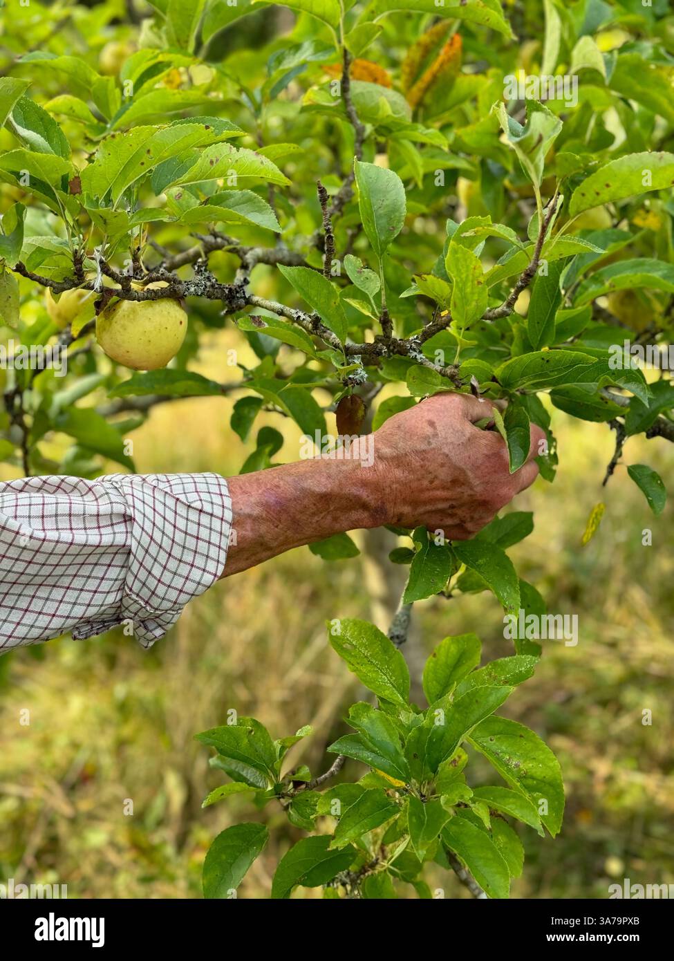 The arm of an elderly gardener is seen plucking fruit from his English orchard. - Smartphone Captured Stock Image