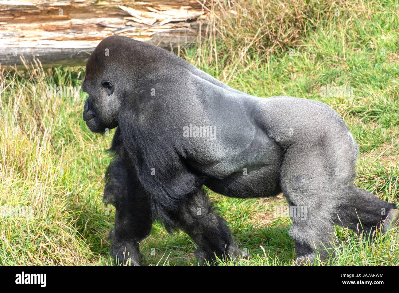 Western Lowland Gorilla (Gorilla gorilla gorilla) at Orana Wildlife Park, Mcleans Island, Christchurch (Ōtautahi), Canterbury Region, New Zealand Stock Photo