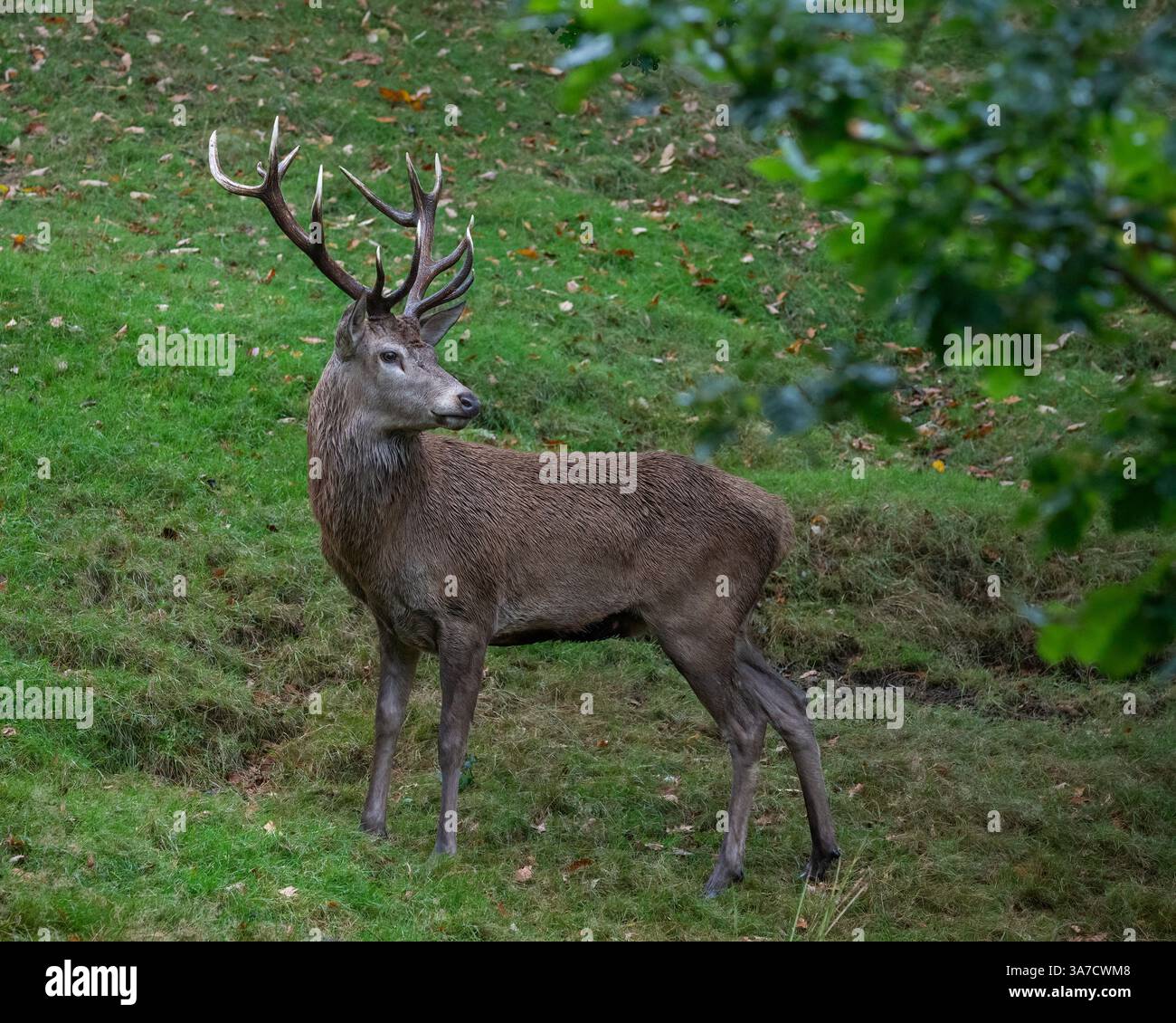 A large red deer stag stood under a tree at Bradgate Deer Park, Charnwood Forest Leicestershire, England UK Stock Photo