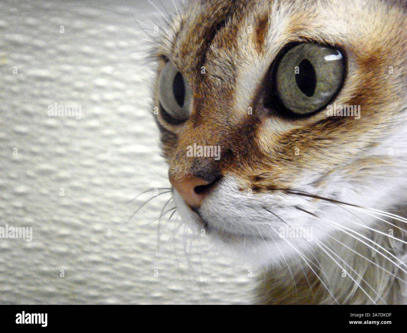 Nov 16, 2008 - Greenvale, New York, U.S. - Singapura cat Daisy, 8, who ...
