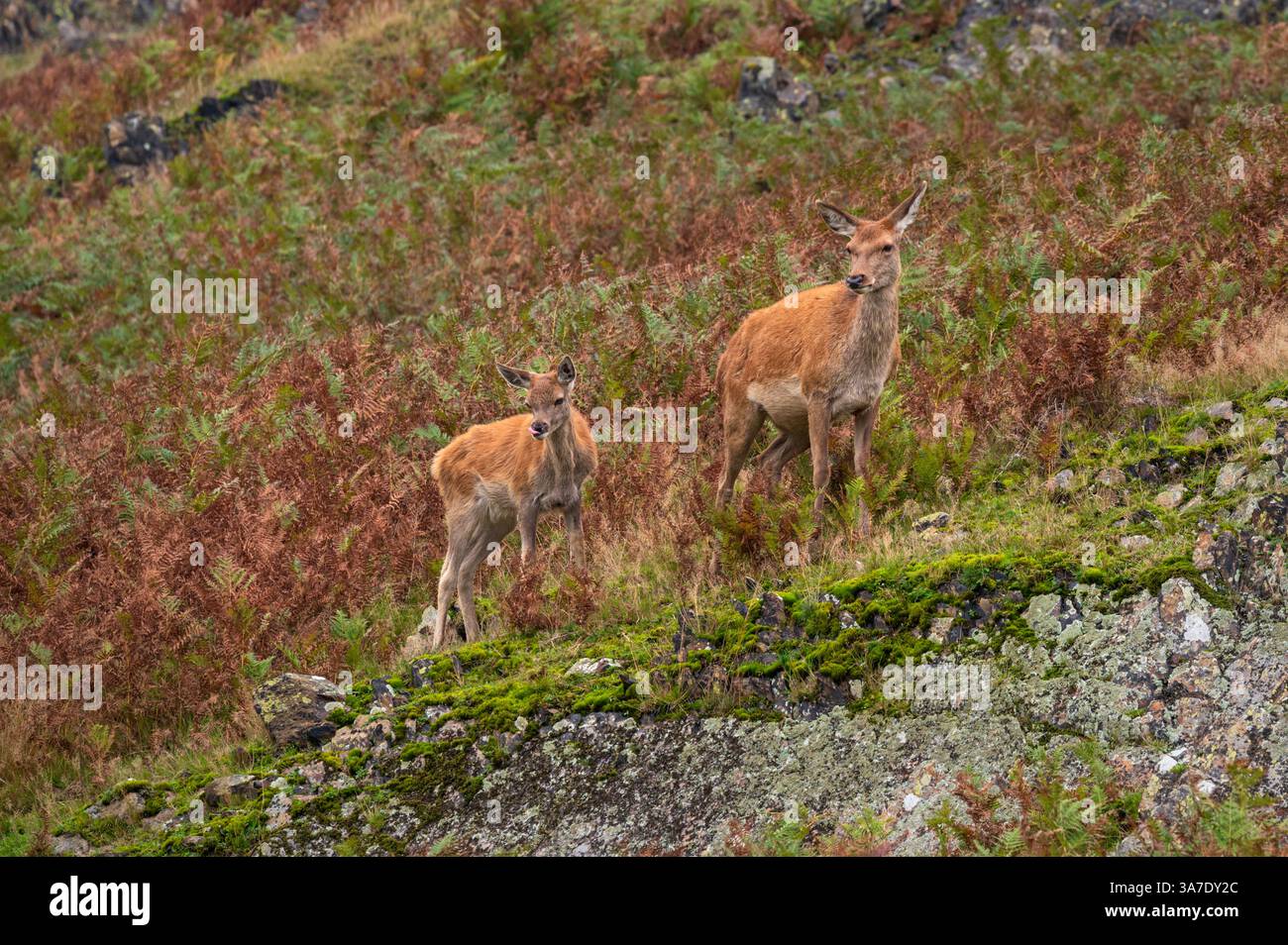 A red deer hind and calf walking across a hillside at Bradgate Deer Park, Charnwood Forest Leicestershire, England UK Stock Photo