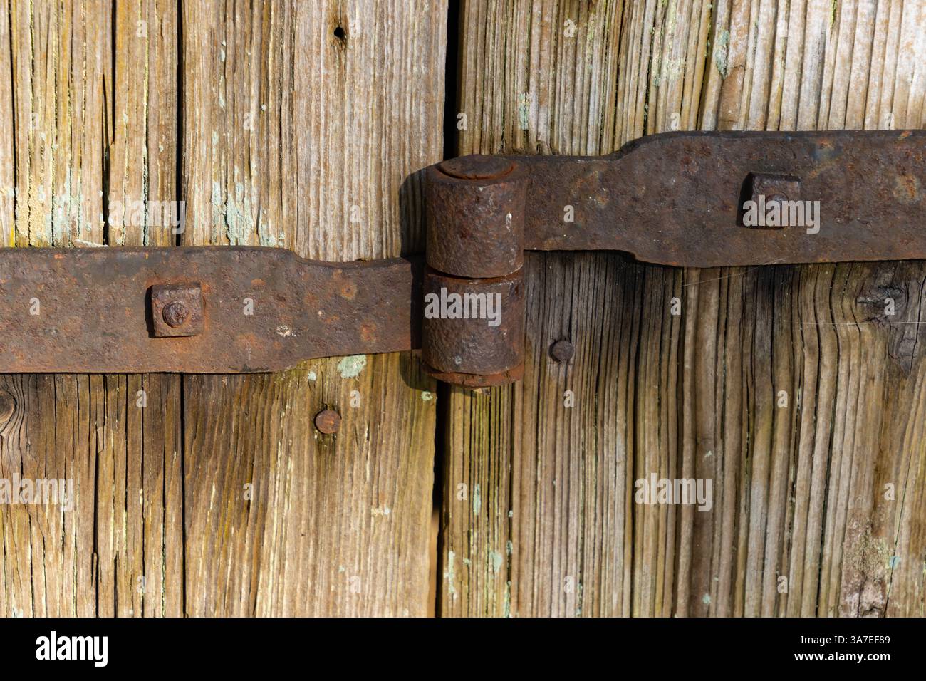 An old rustic hinge securely fastens a weathered wooden barn door