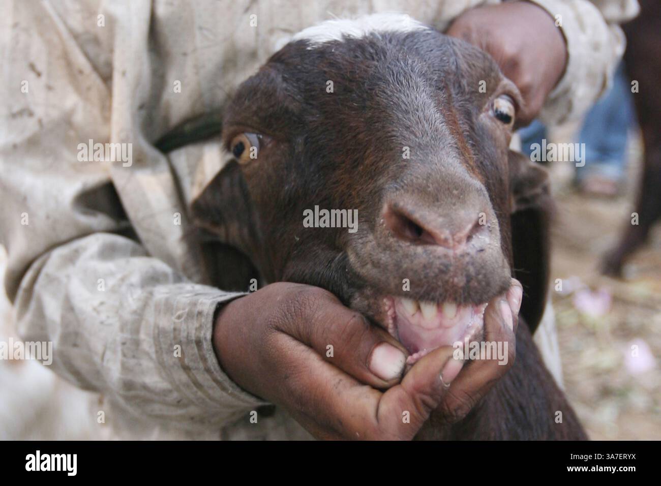 NEW DELHI, INDIA - OCTOBER 25 : An Indian livestock merchant is ...