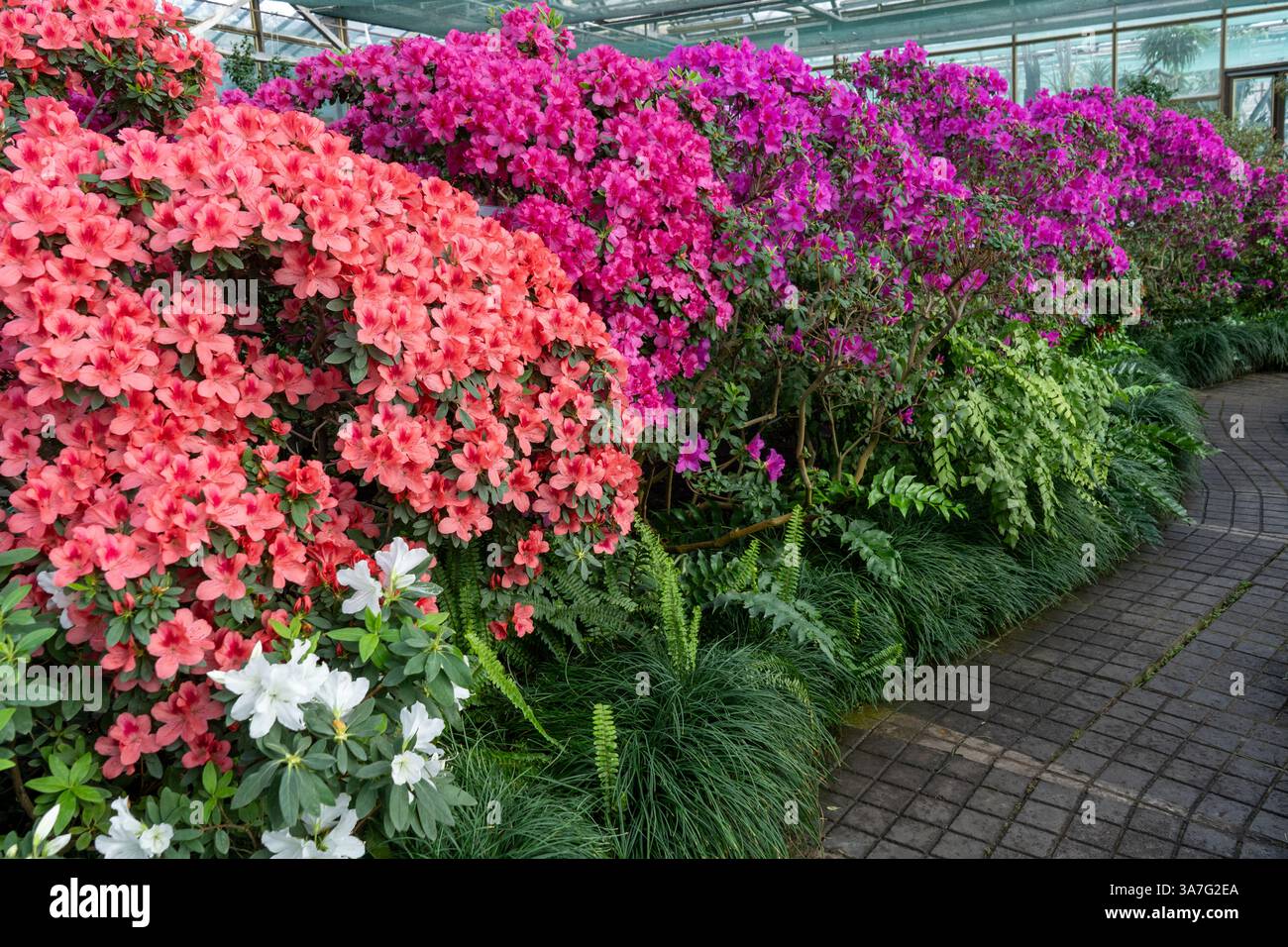 Azalea Rhododendron Tree Azalea bud flower. Rhododendron plant in garden. Floral background ...