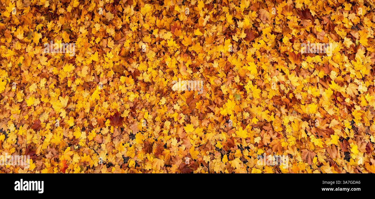 autumn leaves, ,  , Italy, , forest, wood, trees, Stock Photo