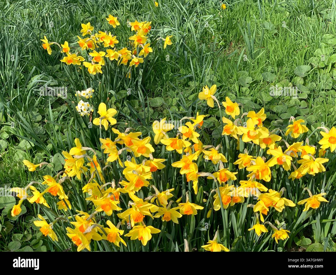 Anglesey Abbey gardens garden Cambridgeshire life weather National Trust family day out English Countryside weather nice place walks walking outside - Smartphone Captured Stock Image