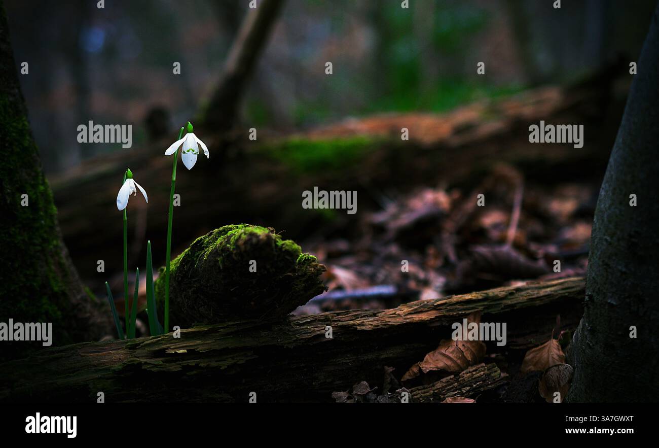 Snowdrops on the forest floor Stock Photo