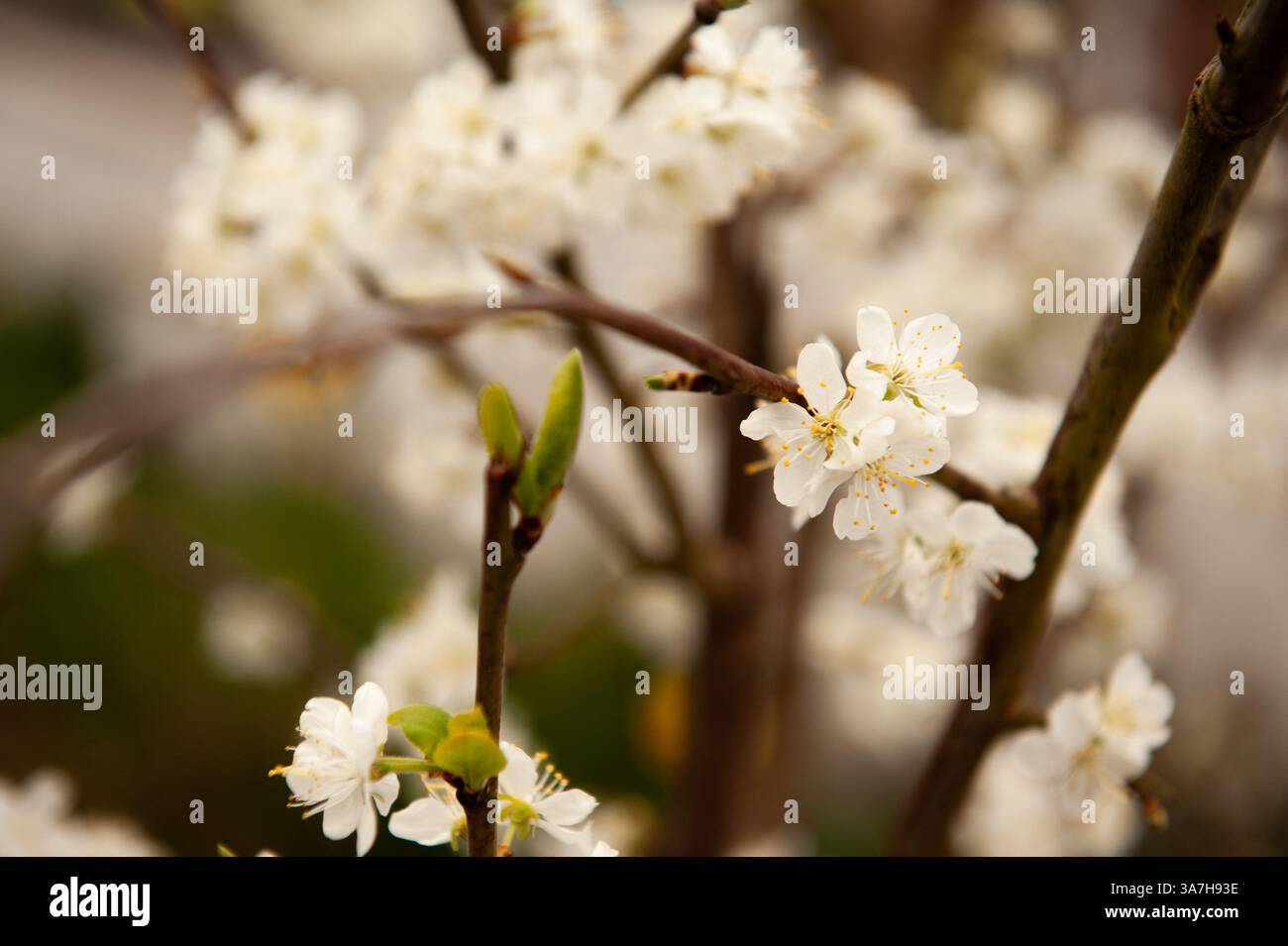 Close-up of white cherry blossom on branches in spring in Wales Stock Photo