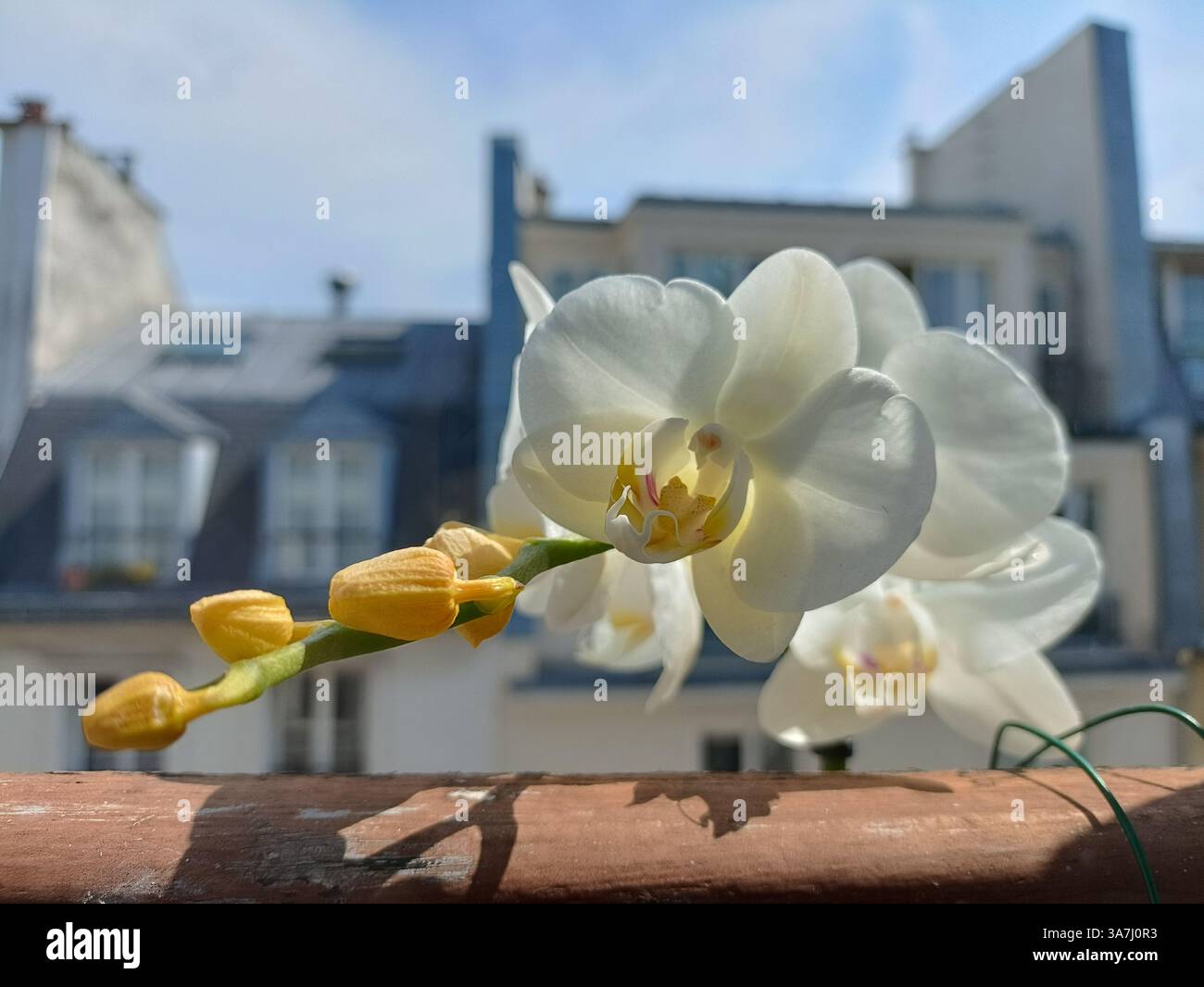 French style balcony railing hi-res stock photography and images - Alamy