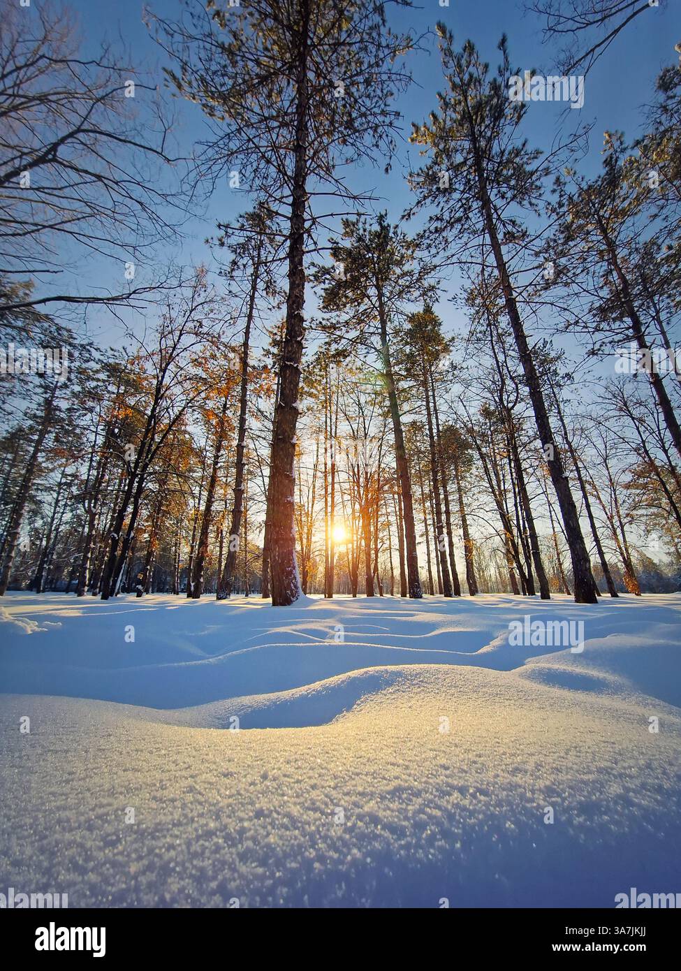 Scenic view of the winter park covered with white and fluffy snow glittering in the golden sunset light - Smartphone Captured Stock Image
