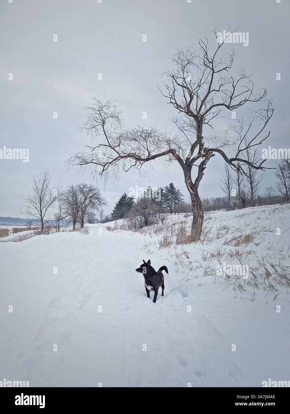 Winter scene outdoors with a dog walking on the snow near the forest - Smartphone Captured Stock Image