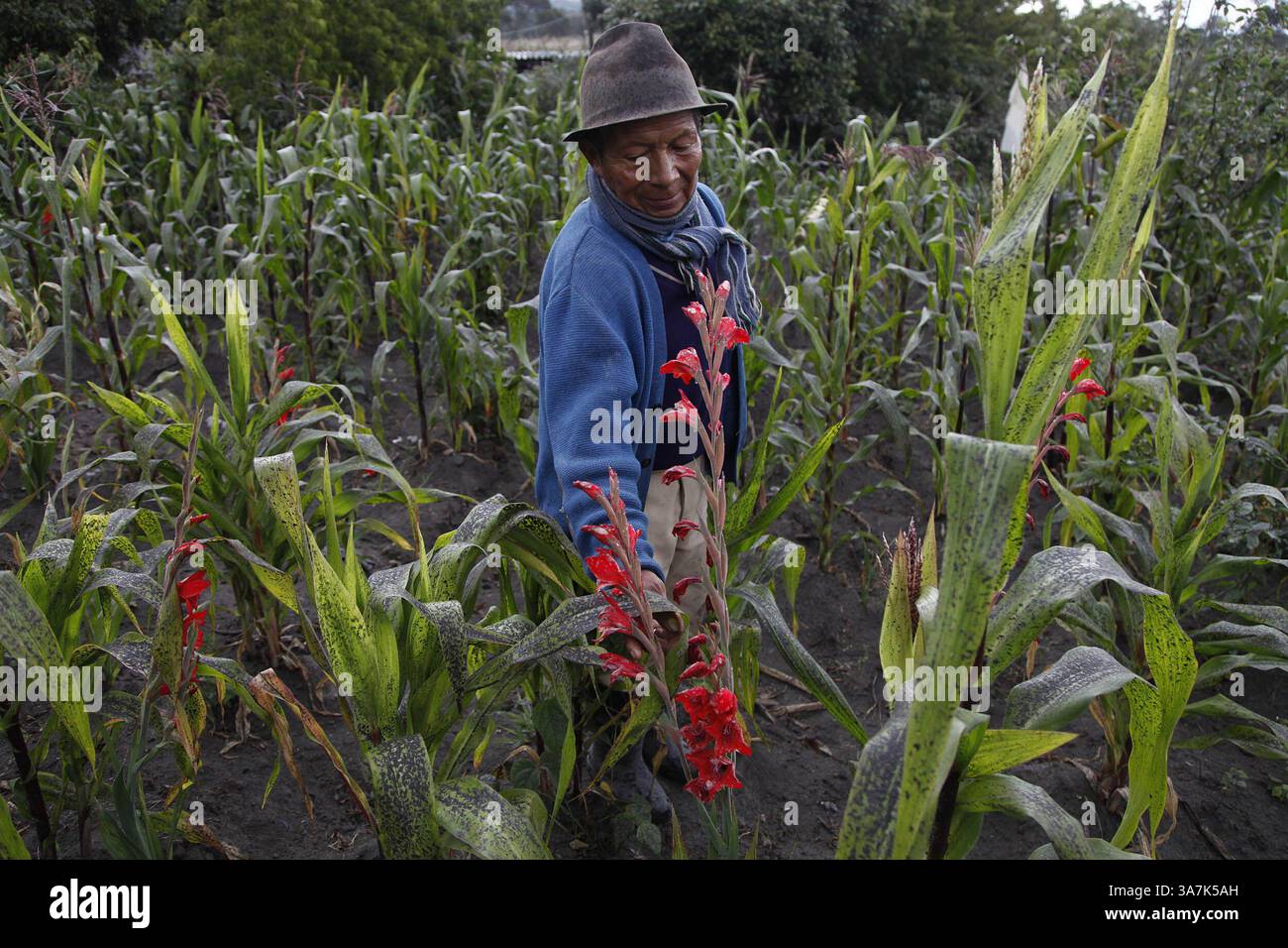 Ceniza de agricultura hi-res stock photography and images - Alamy