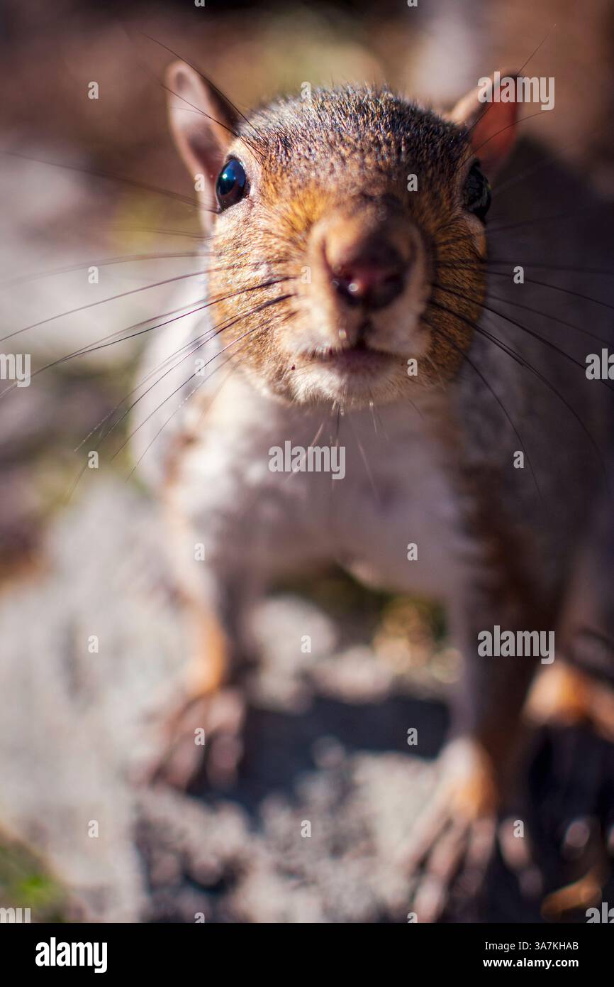 Friendly gray squirrel in a city park. Stock Photo