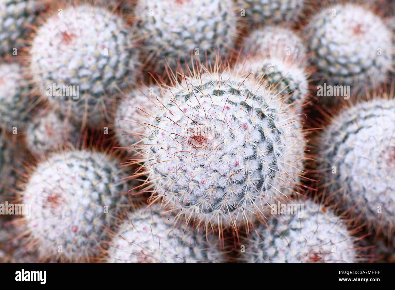 Close up mammillaria cactus hi-res stock photography and images - Alamy