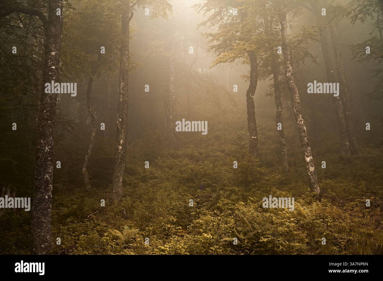 Misty forest scene with tall trees and dense ferns. The fog creates an ...