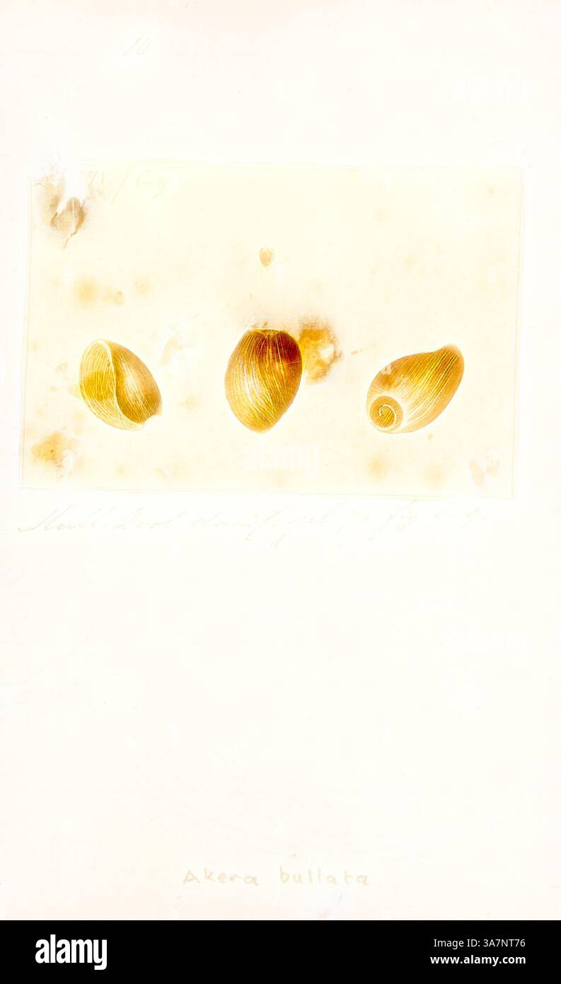 Shell Specimens Showcasing three distinct shell specimens hi-res stock photography and ...