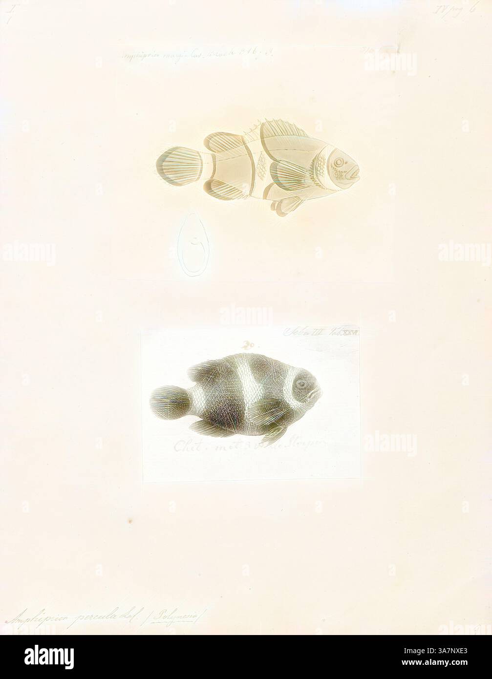 A meticulously detailed illustration showcasing two distinct species of ...