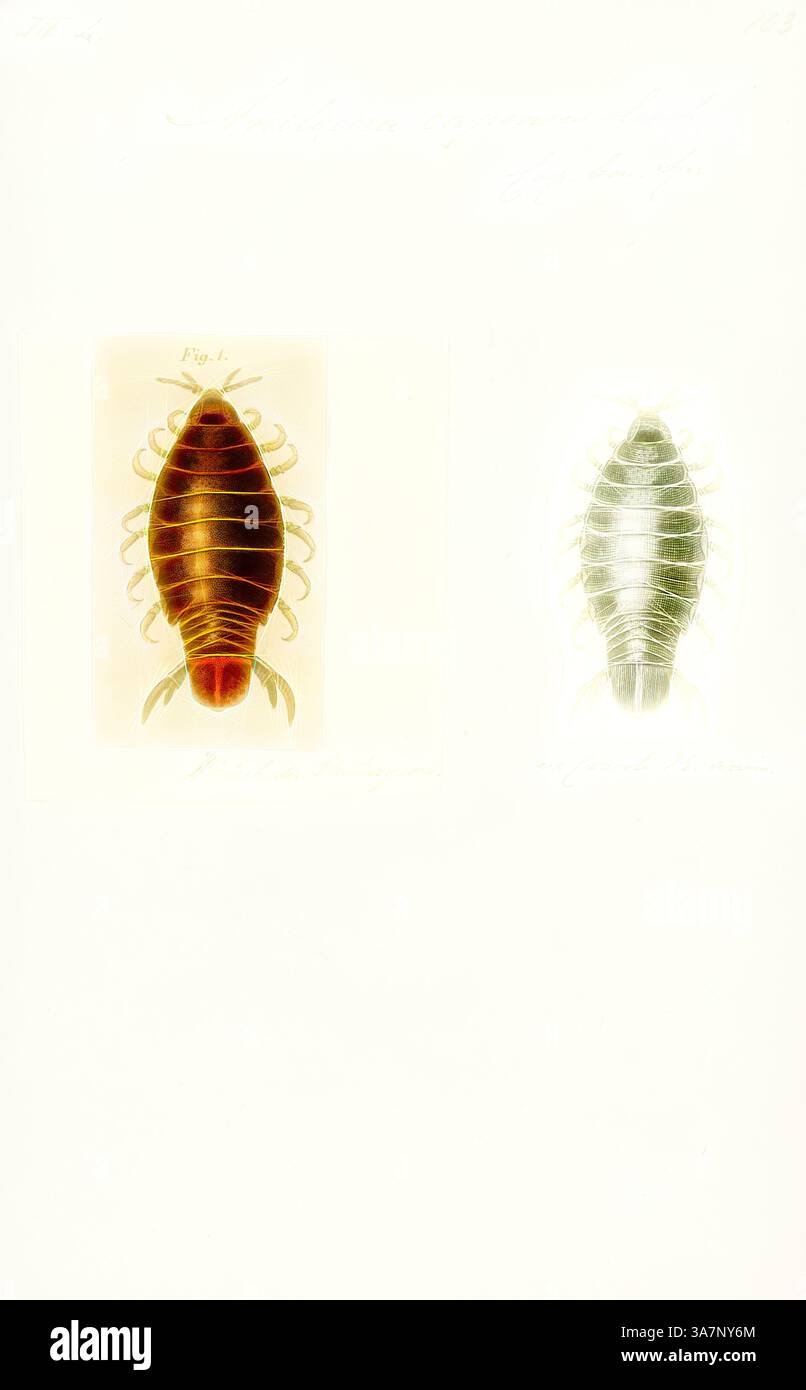 Two detailed illustrations of a crustacean, showcasing its segmented ...
